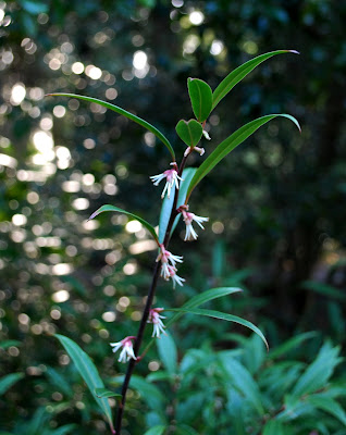 Sarcococca Confusa Sweet Box Garden Shrubs Shade Plants