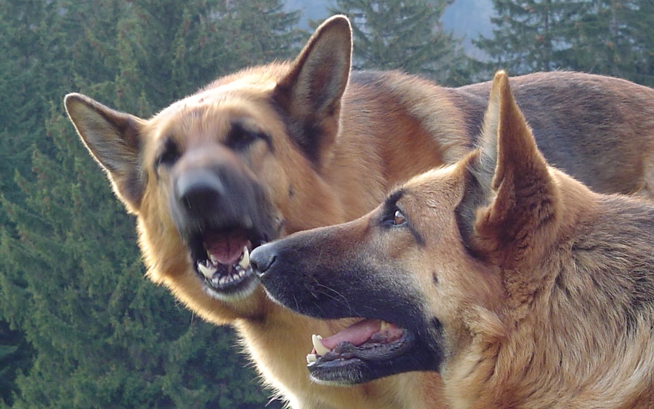 köpek resimleri,köpek cinsleri alman kurdu