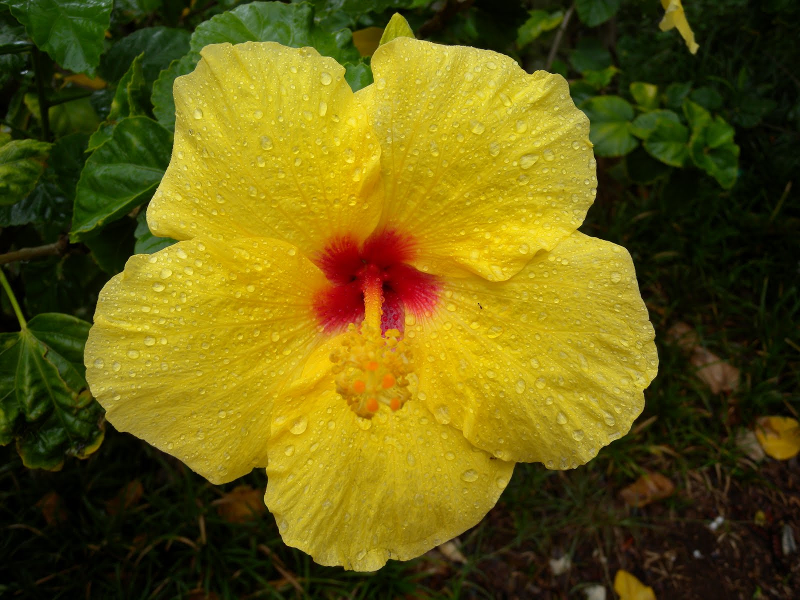 Travelling Turquoise Tortoise The city of honolulu