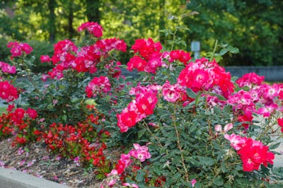 uga roses knockout cobb extension county westerfield horticulture specialist bob