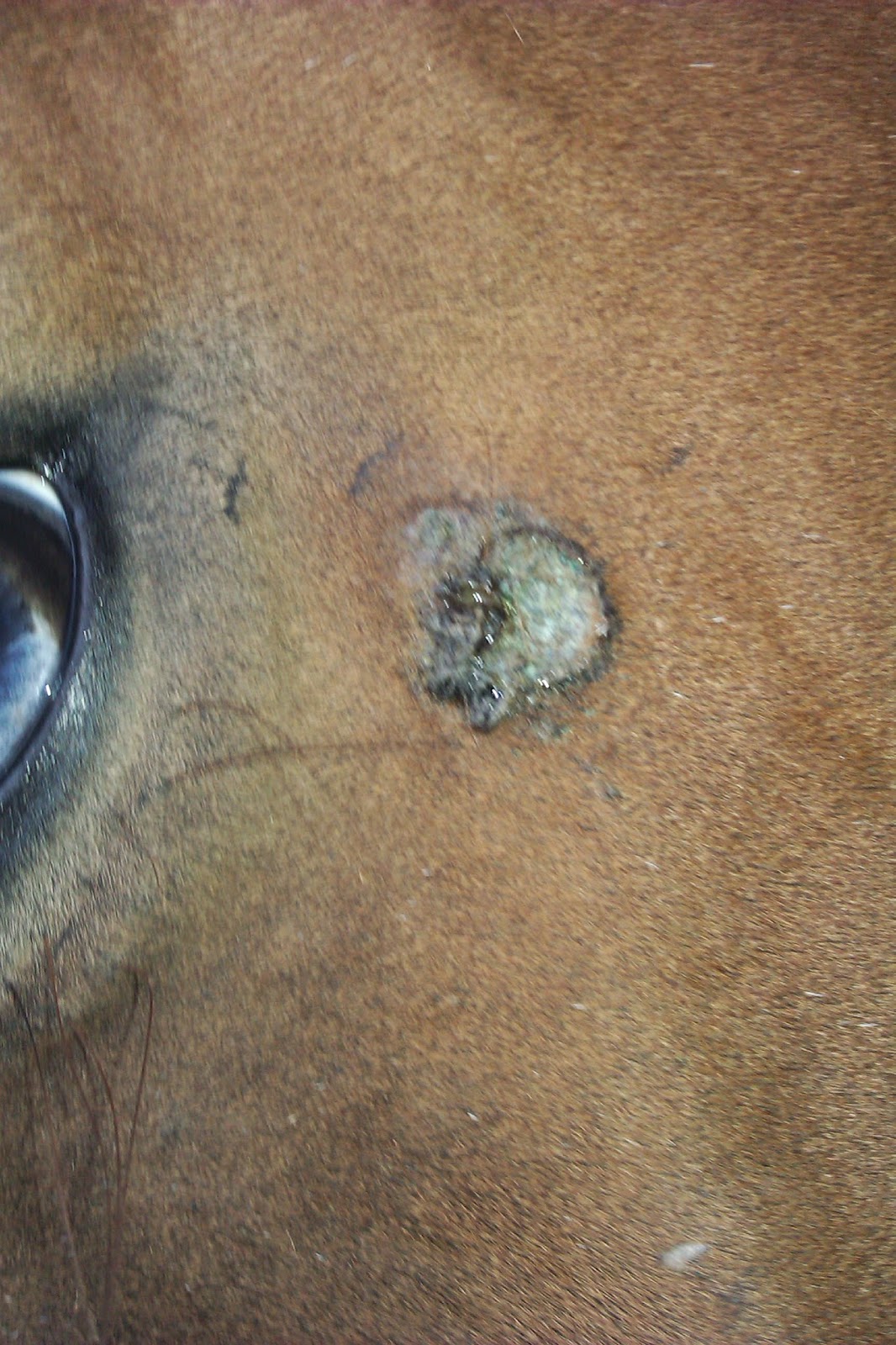 Sarcoids Young gelding