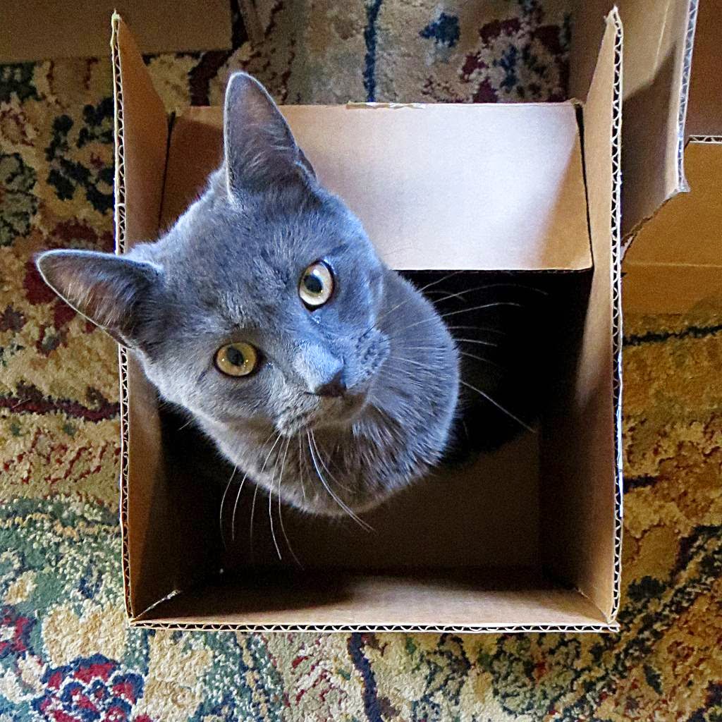 Why Do Cats Like Boxes So Much? Kuriositas