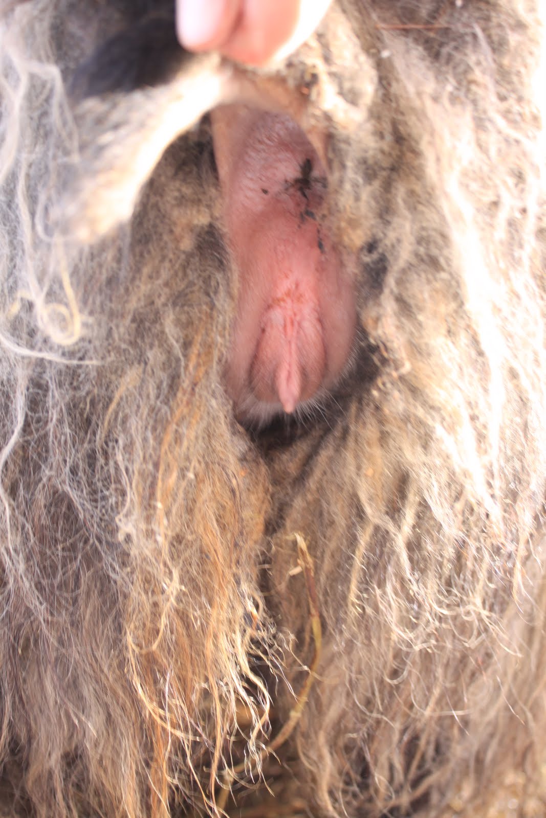 Sheep Vulva