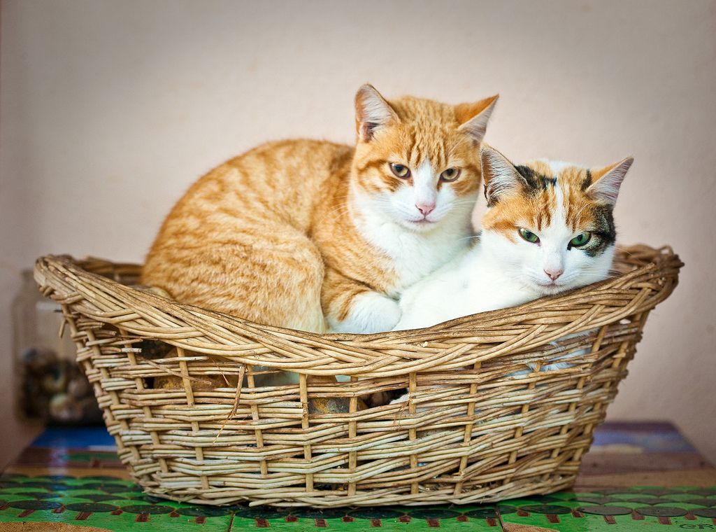 30 Cutest Photos of Cats in Baskets Best Photography, Art, Landscapes