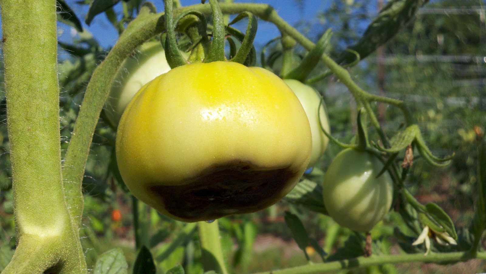 Get Girl With The Green Hair Disgusting Farm Experience 126 Blossom For iPhone Free Wallpaper Girl With The Green Hair Disgusting Farm Experience 126 Blossom For Android