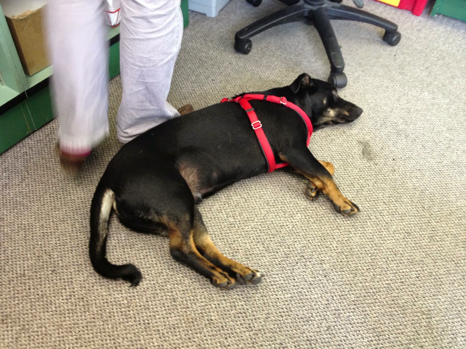 The Tail of Two Collies Harnesses