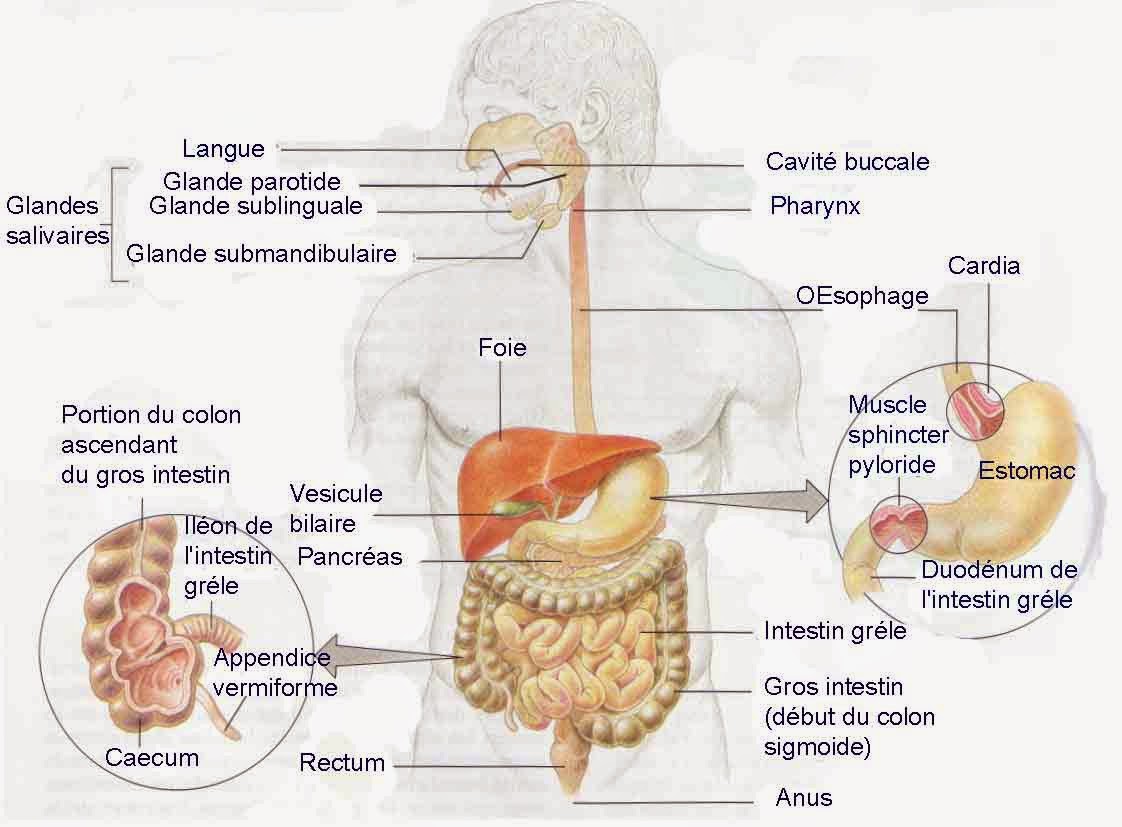 stomach gas and flatulence Causes,treatment and of flatulence