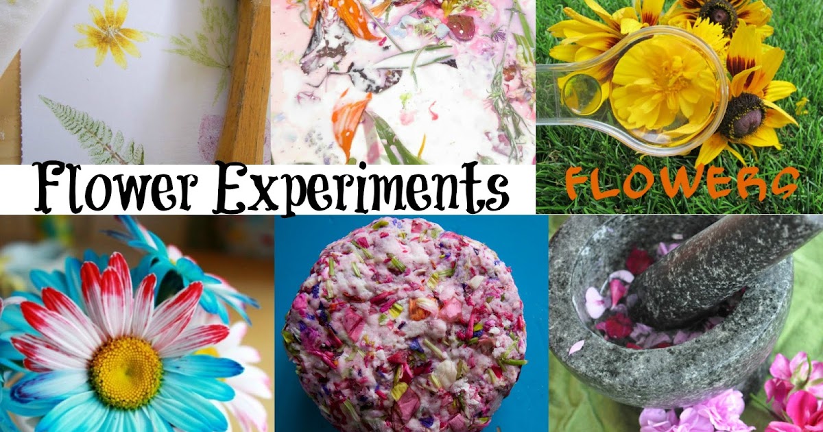 Mom to 2 Posh Lil Divas 10 Flower Experiments and Explorations for Kids