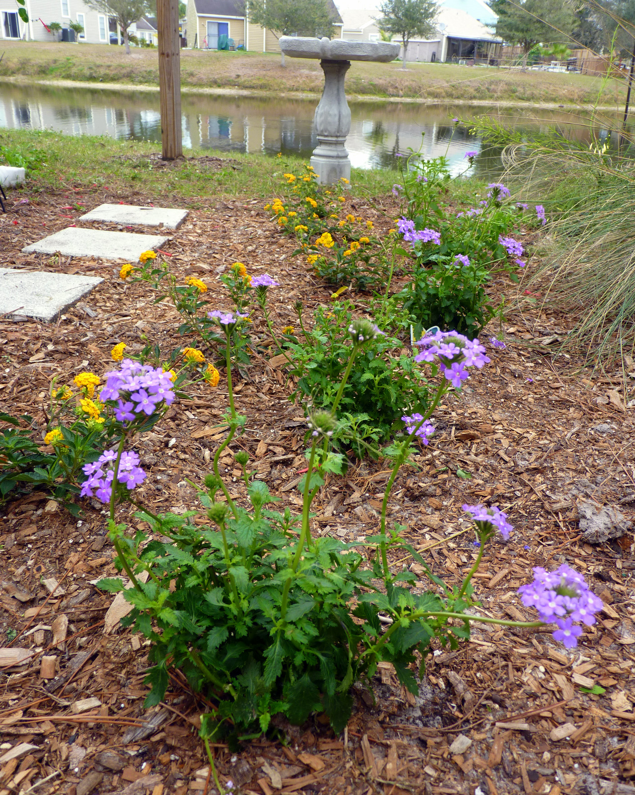 My Florida Backyard: February 2012