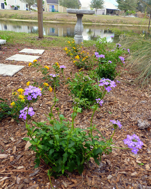 My Florida Backyard: February 2012