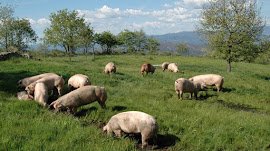 GANADERÍA “RAZAS PORCINAS"