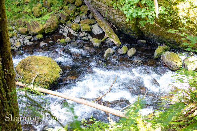 Shannon Hager Photography, Portland Oregon, Wahclella Falls Hike