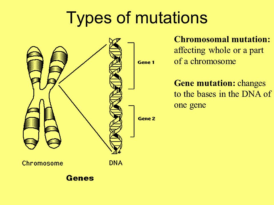 Difference Between Gene Mutation and Chromosomal Mutation Definition.