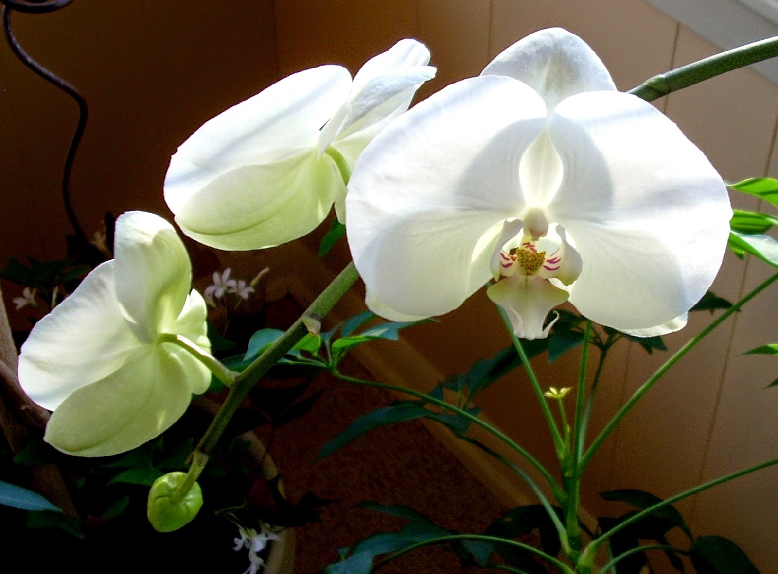 orchid flowers winter white