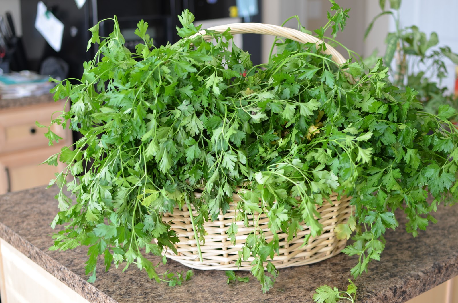 The Provident Princess Preserving Herbs How to Freeze Parsley