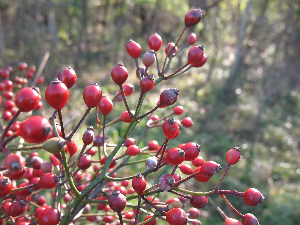 A Year With The Trees Bottlebrush Buckeye Aesculus Parviflora