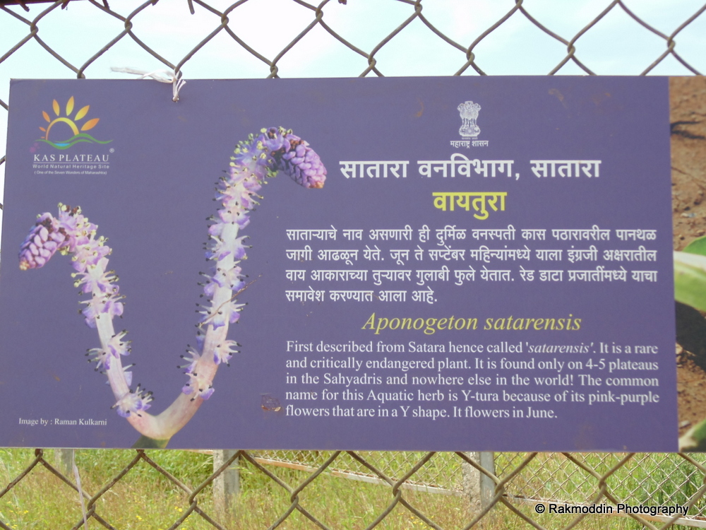 Kas Pathar Flowers valley in Maharashtra Journey & Life.