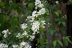 *The Brambleberry Cottage*: Time Travel Thursday #43 - The Brambles of