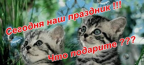 поговорим о кошках