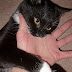 Why do domestic cats bite?