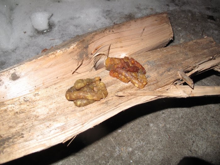 Nature Nerding Do pine martens eat cats?