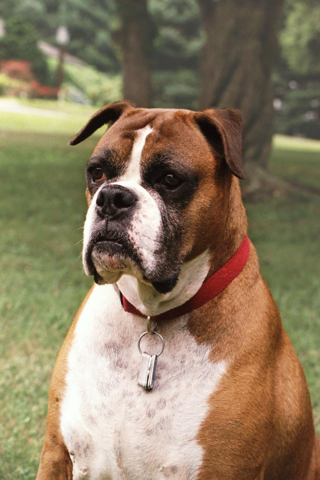 Wobbler S Disease In Dogs Wobbler S Disease In Dogs