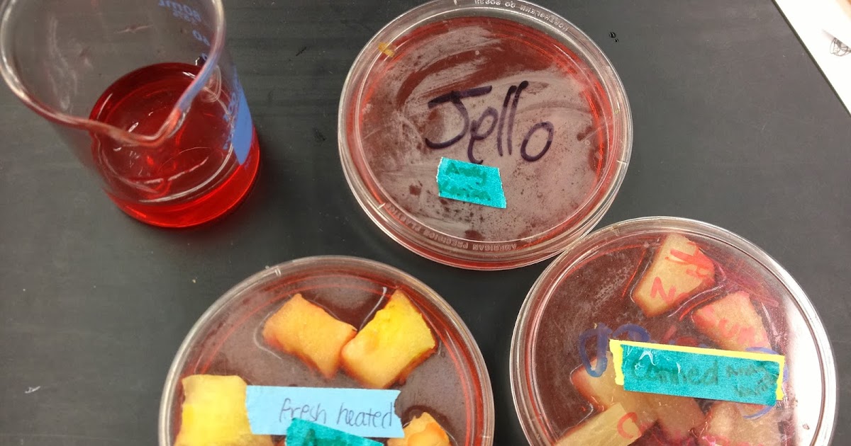 Living the Bio Life WHY PINEAPPLE NO LIKE JELLO?