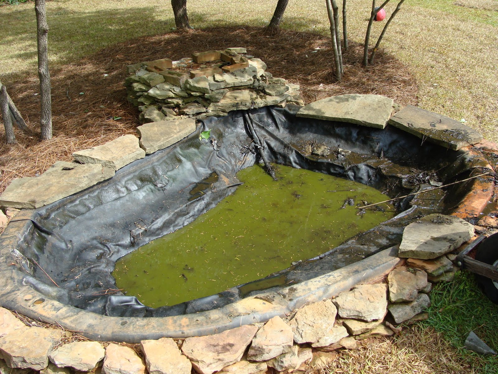 The Walker Family: Backyard Pond -Before and After