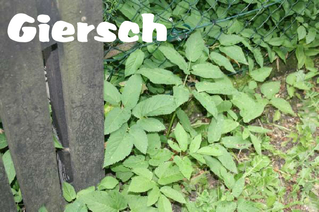 Giersch Aegopodium Podagraria Ein Teufelszeug