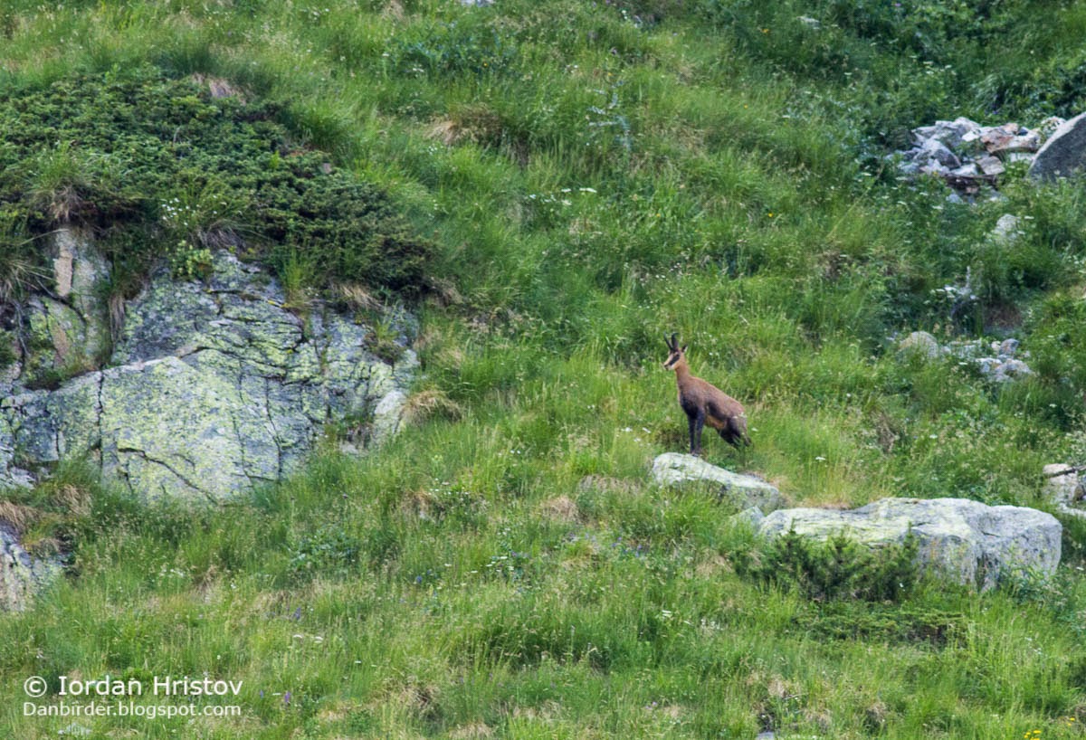 Balkan Chamois, copyright Iordan Hristov Balkan Chamois, copyright Iordan Hristov