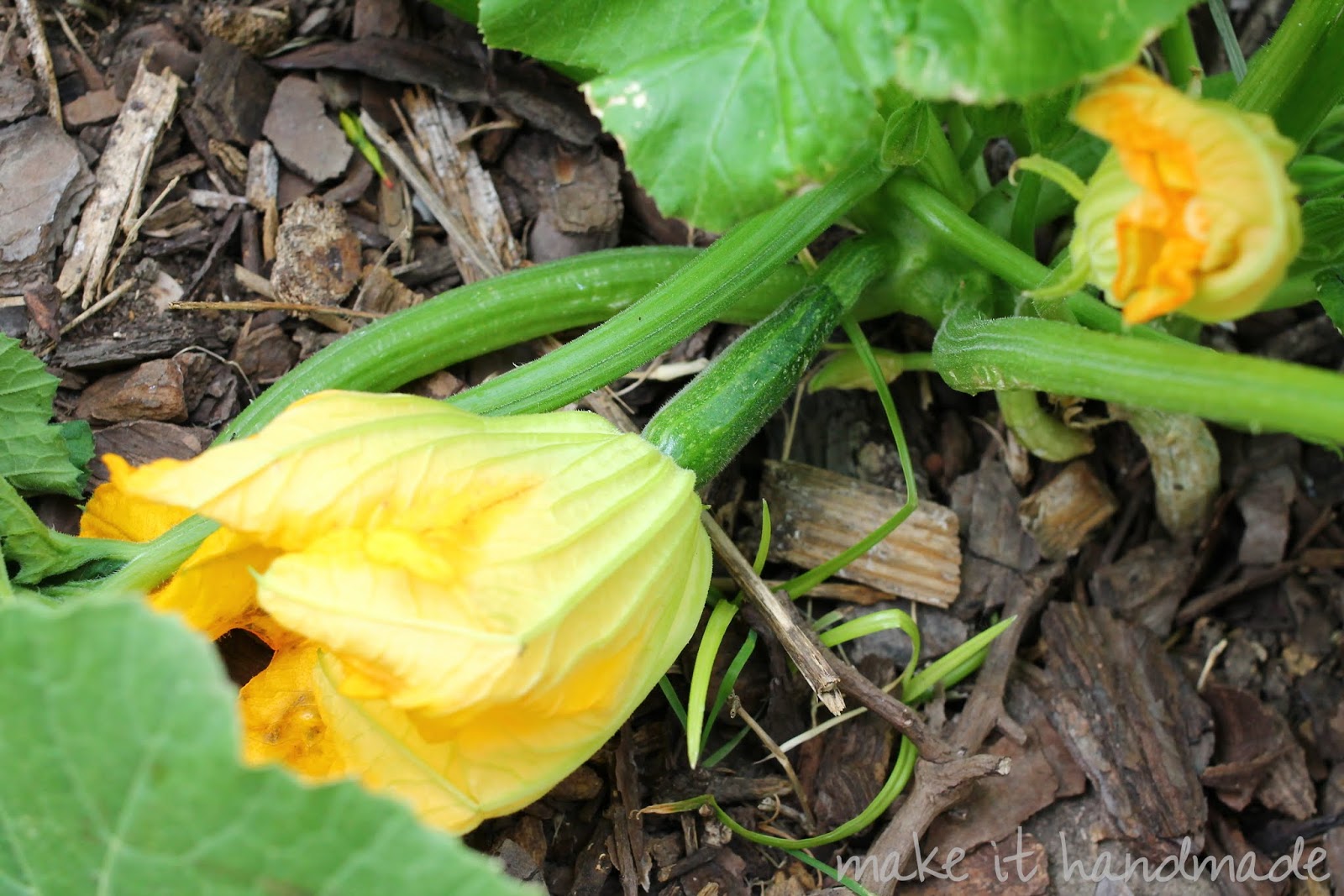 Growing Black Beauty Squash with kids! Open squash flower. 