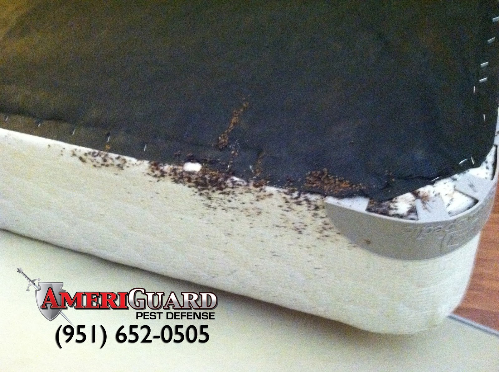 Pest, Termite, Gopher control in Temecula, Murrieta, Hemet, Moreno Valley Preventing a Bed Bug