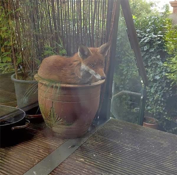 What Time Is O Clock Animals In Awkward Places And They Fit