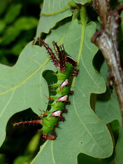 Adeloneivaia jason caterpillar Adeloneivaia jason caterpillar