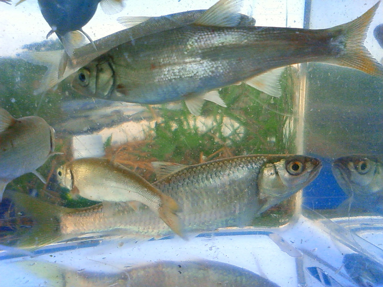 東京淡水魚図鑑 オイカワ 別名 ヤマベ ハヤ コイ科ダニオ亜科オイカワ属