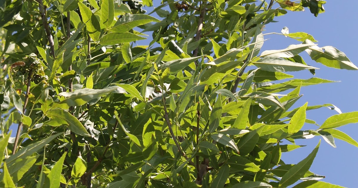 Co Horts Ash Leaves Curling