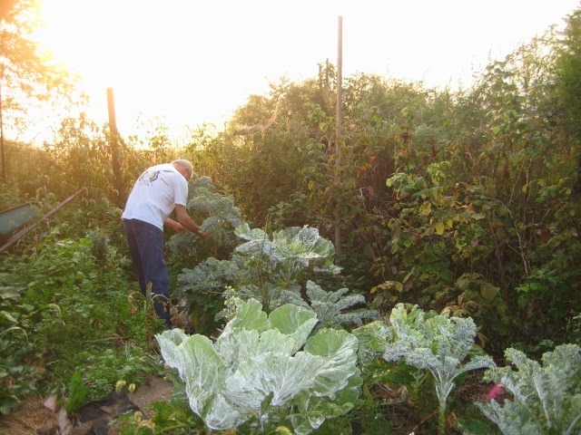 Harvesting Kale
