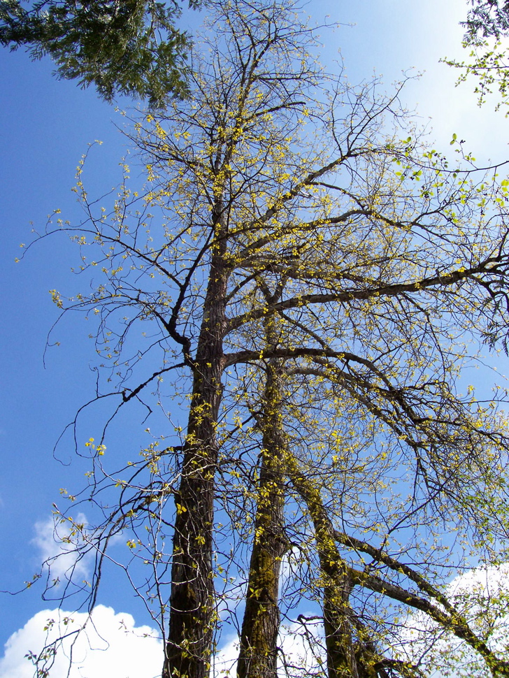 Vancouver Island Big Trees Colossal Coastal Cottonwoods