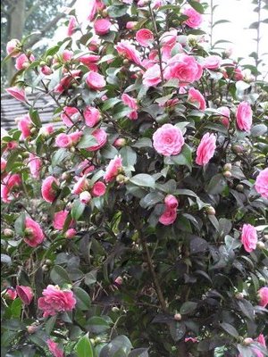 camellia-japonica-beautiful-garden-flower.jpg