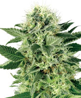 Sementes de maconha feminizadas Sementes de maconha feminizadas