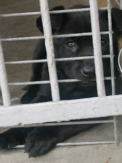 Caged puppy