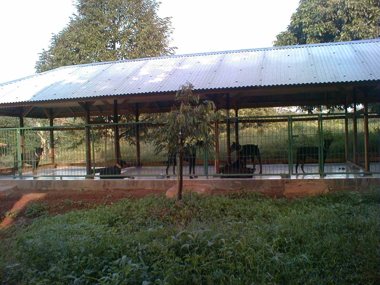 365 All New Pagar Besi Anjing