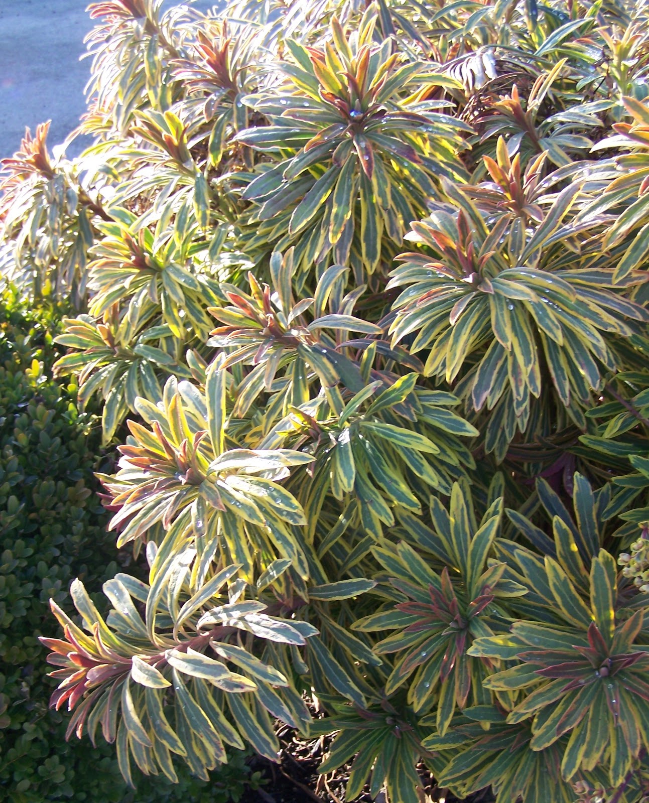 Euphorbia Ascot Rainbow Spurge 9cm Pot Please Read Description & T&Cs