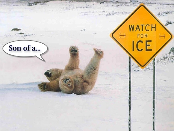 jokes funny polar bear jokes fun aye daily doze of humour