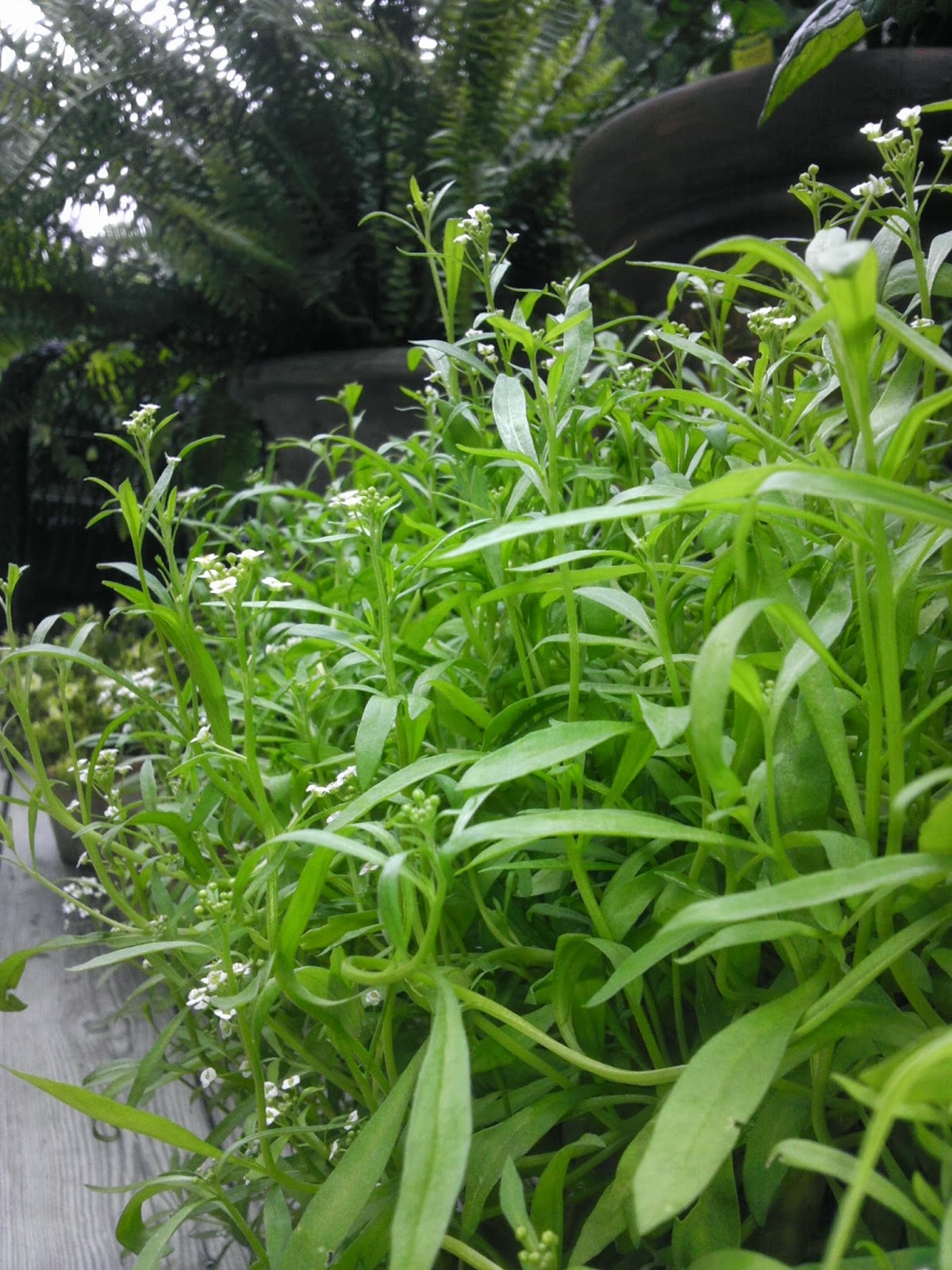 The Freckled Gardener Nancy�s Carolina Kitchen Garden