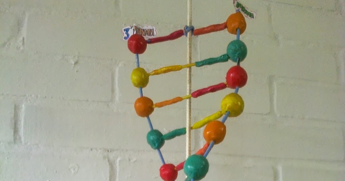 Blog de Lic. Olga Zapata: Maqueta de la molécula de A D N