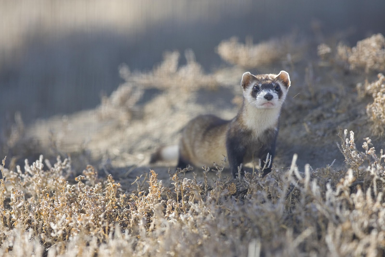 black footed ferret snsh black footed ferret