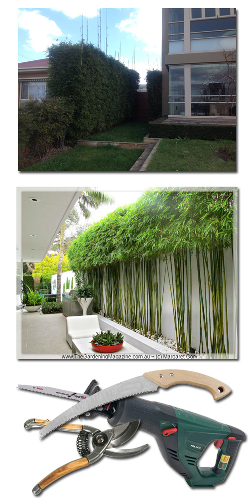 Pruning Bamboo Bamboo Creations Victoria