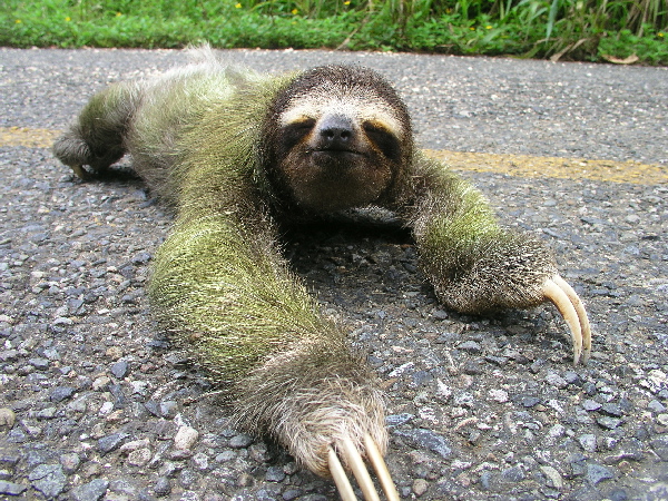 sloth-mystery-creature1%255B1%255D.jpg