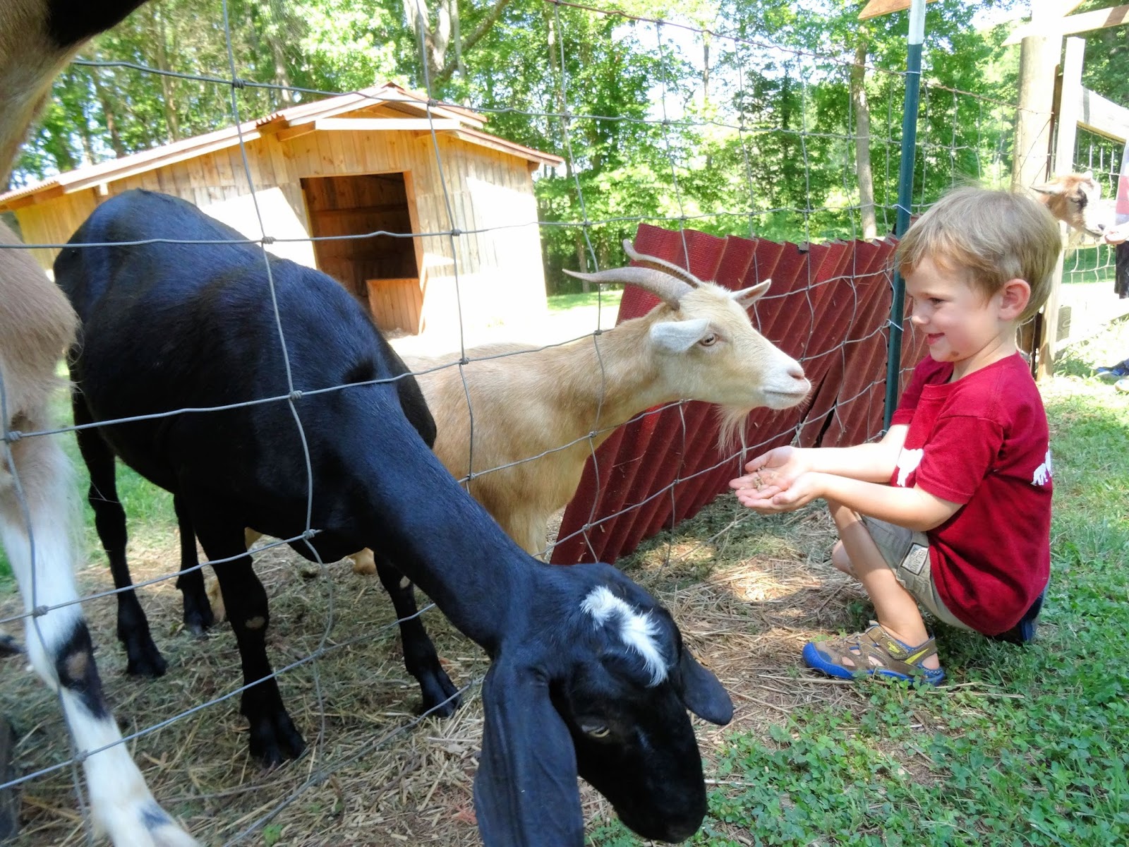 Femme au foyer Upstate Farm Tour part 1